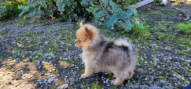 Spitz della Pomerania