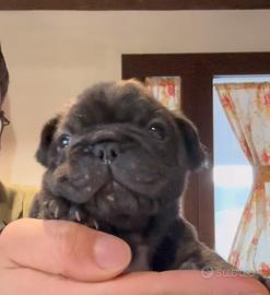 Bulldog francese