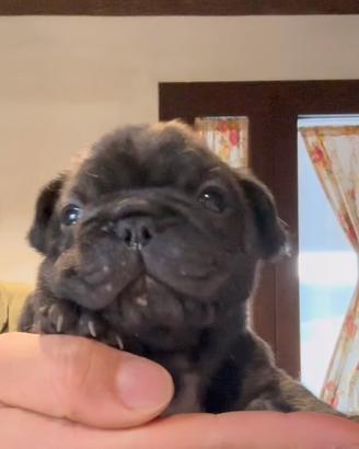 Bulldog francese