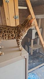 Gattini bengala Rimborso Spese 