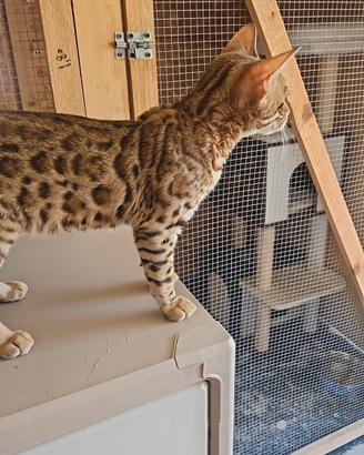 Gattini bengala Rimborso Spese 