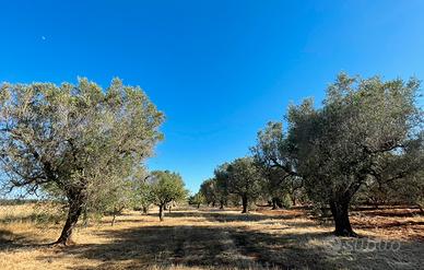 2 terreni di 7.000mq cad