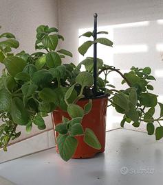 pianta di oregano cubano 