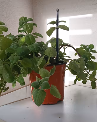pianta di oregano cubano 