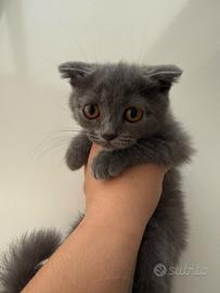 Scottish fold maschi