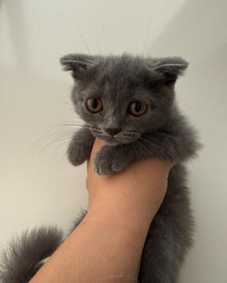 Scottish fold maschi