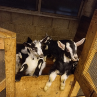 Capretti frisa e incroci