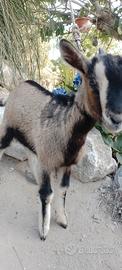 Capra tibetana