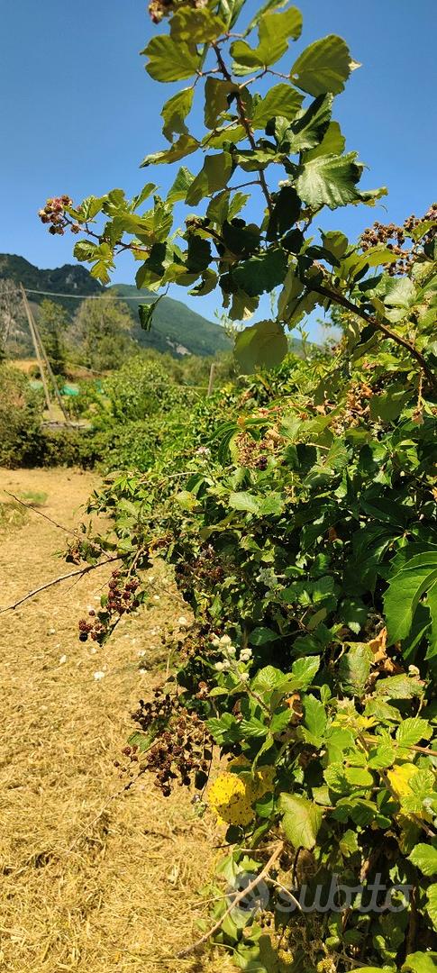 Terreno frutteto Salerno - Vista 3