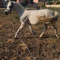 Pony sportiva