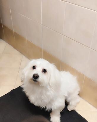 Oscar
