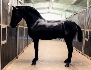 Cavallo Andaluso