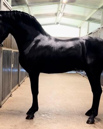 Cavallo Andaluso
