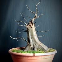 Carpino bianco (Carpinus betulus)