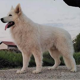 animali 