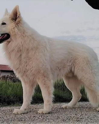 animali 