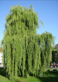 Piante di salice piangente