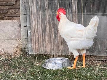Gallo da riproduzione e compagnia