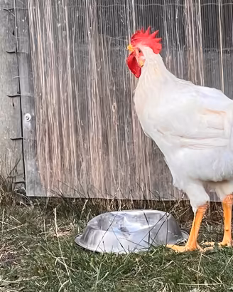 Gallo da riproduzione e compagnia