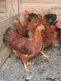 Galline New Hampshire e Combattente Indiano nano