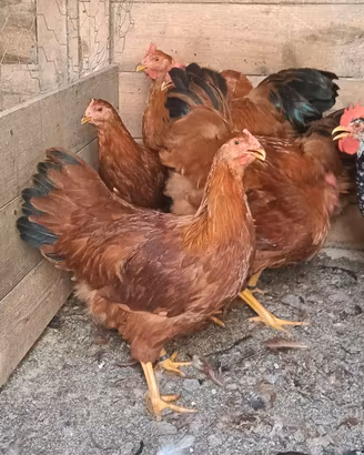 Galline New Hampshire e Combattente Indiano nano