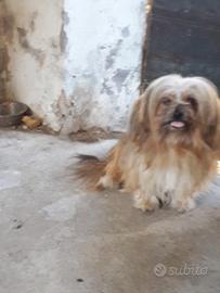 Bichon avanese maschio