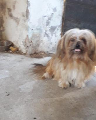 Bichon avanese maschio