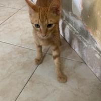 Gatto maschio