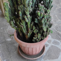 Cactus cereus. Pianta grassa