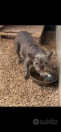Bulldog francese blu