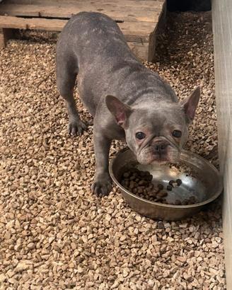 Bulldog francese blu