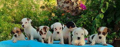 Jack russell zampa corta
