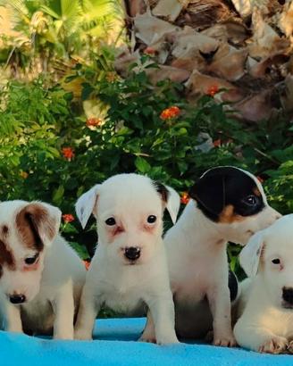 Jack russell zampa corta