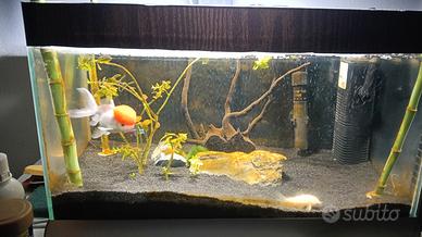 acquario 