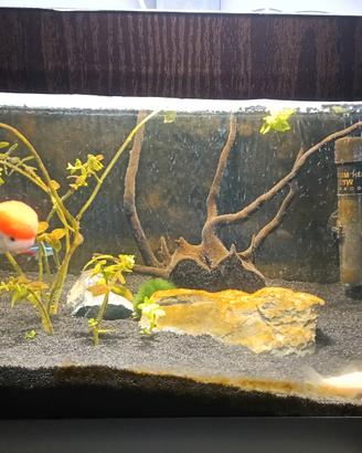 acquario 
