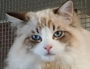 Cucciolo di ragdoll con pedigree