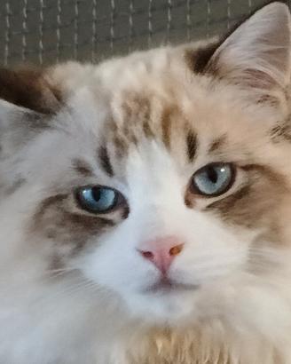 Cucciolo di ragdoll con pedigree