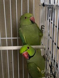 Coppia parrocchetto dal collare