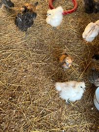 Pulcini Moroseta/Vorwerk/Araucana