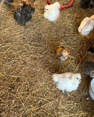 Pulcini Moroseta/Vorwerk/Araucana