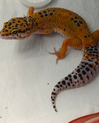 Geche leopardine
