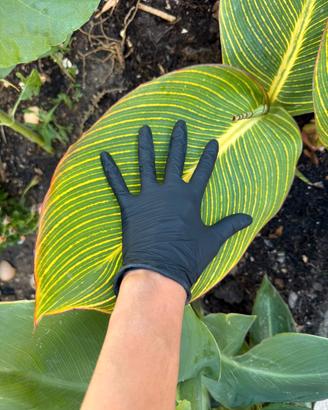 pianta canna indica variegata