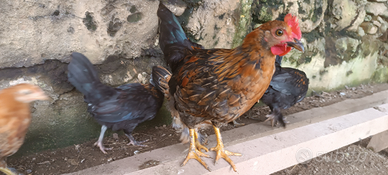 Galli americani nani