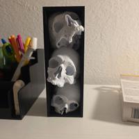 Scultura Teschi 3D Design Moderno da Arredo
