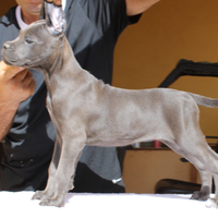 Cane Corso