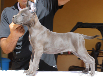 Cane Corso