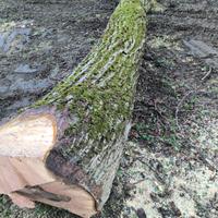 Legna, tronchi di noce