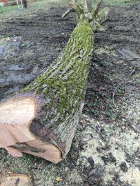 Legna, tronchi di noce