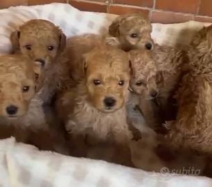 Barboncini toy red e albicocca