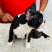 Bulldog francese